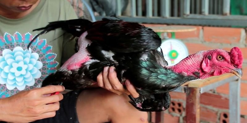 Cách Giúp Gà Tơ Mọc Lông Nhanh Và An Toàn 6 Cách giúp gà tơ mọc lông nhanh