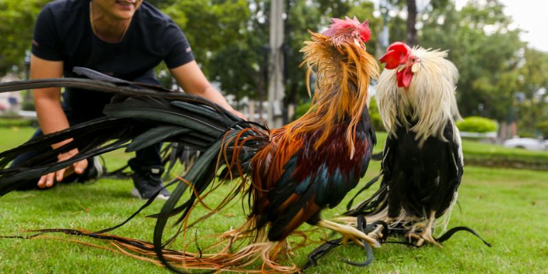 Cách Nuôi Gà Đuôi Dài Đúng Kỹ Thuật Và Một Số Lưu Ý 6 cách nuôi gà đuôi dài