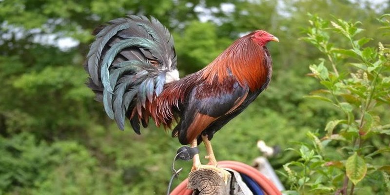 Top 4 Gà Chọi Hay Nhất Hiện Nay Được Anh Em Sư Kê Săn Lùng 4 gà chọi hay nhất hiện nay