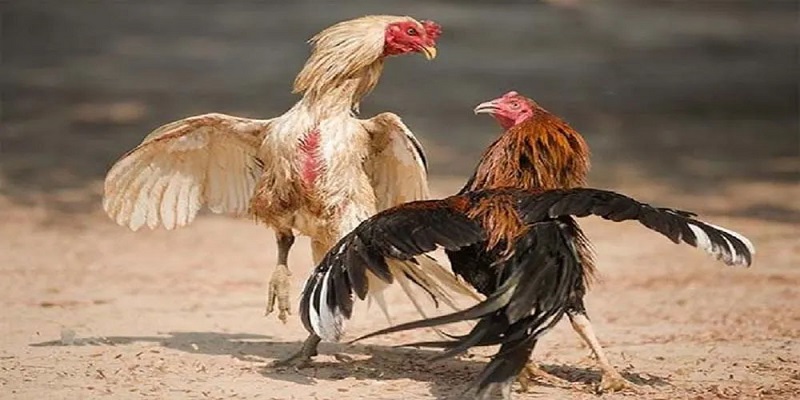 Hướng Dẫn Đá Gà Jun88 Chi Tiết Dễ Thắng 6 Hướng dẫn đá gà Jun88 chuẩn từ cao thủ