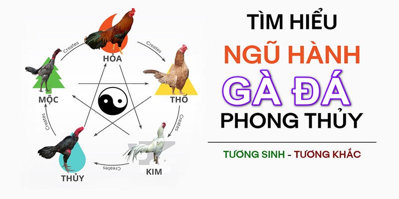 Màu Mạng Gà Đá Ngày Mai: Xem Màu Mạng Gà Đá Cực Chuẩn 5 Màu mạng gà đá ngày mai