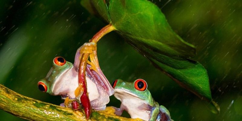 Mơ thấy ếch - Jun88 giải đáp số đề hiệu quả nhất hiện nay 4 mo thay ech 2