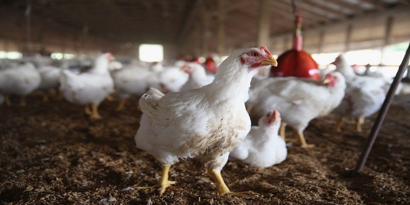 Top Những Loại Thuốc Sổ Lãi Cho Gà An Toàn, Hiệu Quả Nhất 4 Thuốc Sổ Lãi Cho Gà