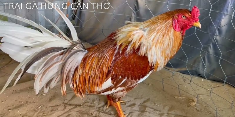 Trại gà Hưng Cần Thơ Năm 2021 - Trại Gà Đá Uy Tín Tại Việt Nam 5 Trại gà Hưng Cần Thơ năm 2021